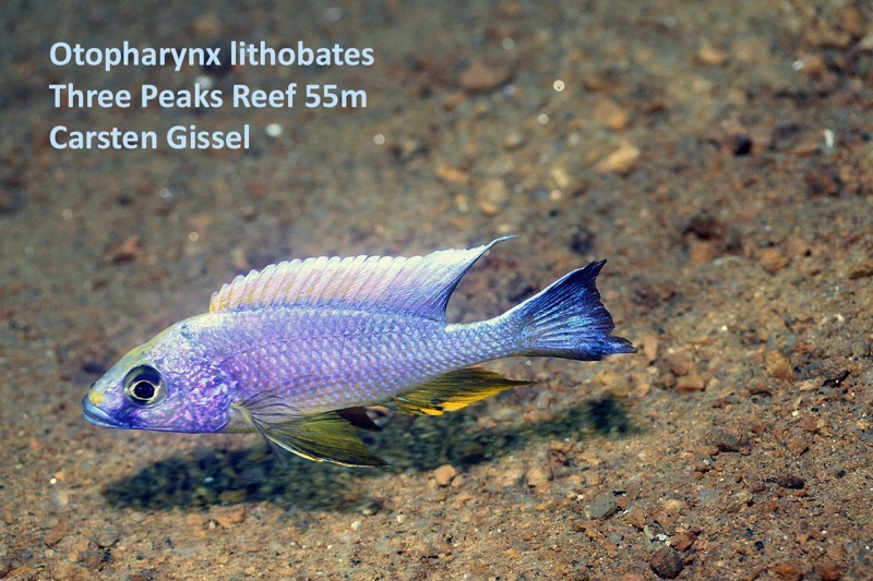 Otopharynx lithobates 'Three Peaks Reef'
